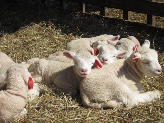 Yorkshire Farm Villa Shintoku Ngoại thất bức ảnh