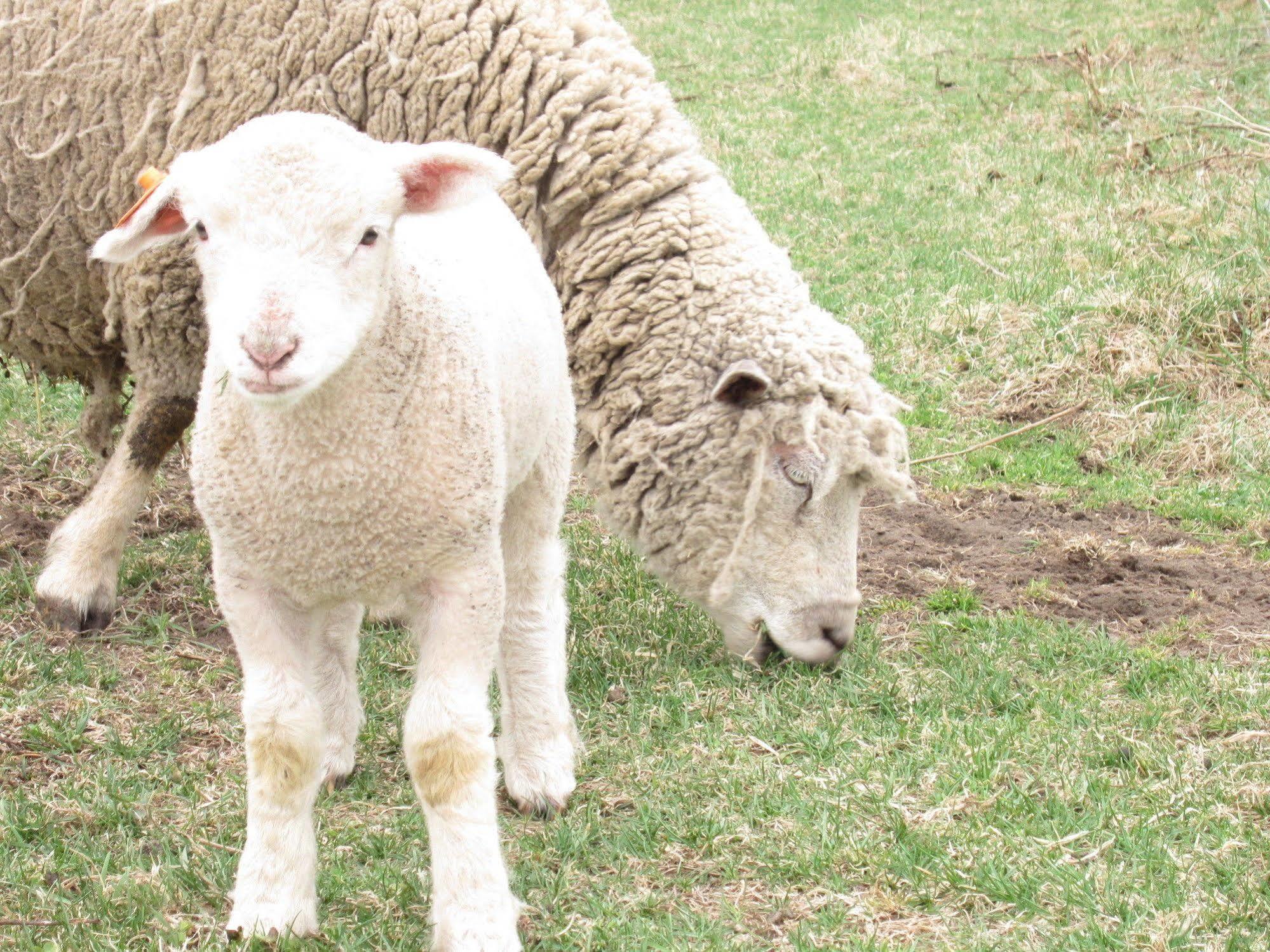 Yorkshire Farm Villa Shintoku Ngoại thất bức ảnh