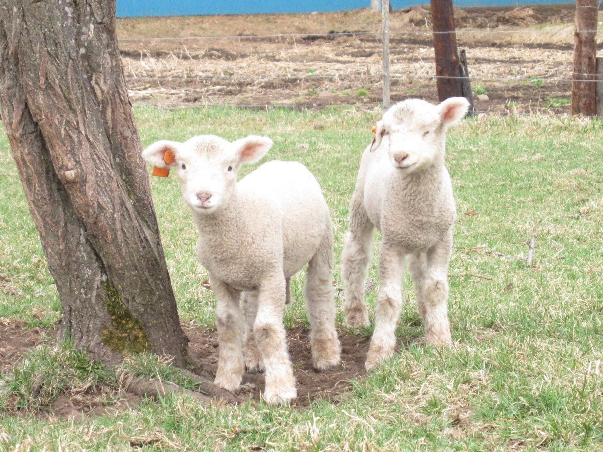 Yorkshire Farm Villa Shintoku Ngoại thất bức ảnh